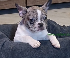 Stenad francuskog buldoga dva merle muzjaka 3.5 meseca