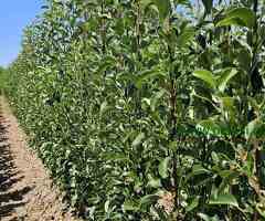 Sadnice voća – Kvalitetne sadnice iz Rasadnika Antić