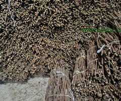 NA PRODAJU: Isečena Loza 1 KLASE za Kalemljenje (Kober BB)