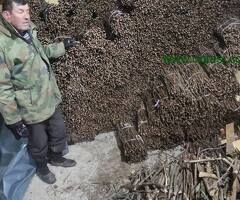 NA PRODAJU: Isečena Loza 1 KLASE za Kalemljenje (Kober BB)