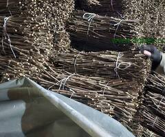 NA PRODAJU: Isečena Loza 1 KLASE za Kalemljenje (Kober BB) - 6