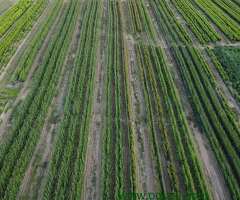 Ukrasne i vocne sadnice Rasadnik Prestiž