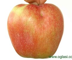 Kvalitetne sertifikovane vocne sadnice iz Rasadnika Antic