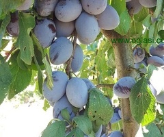 Kvalitetne sertifikovane vocne sadnice iz Rasadnika Antic