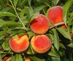 Kvalitetne sertifikovane vocne sadnice iz Rasadnika Antic - 6