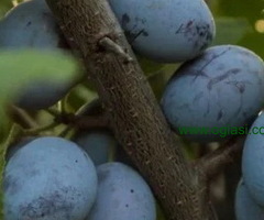 Rezervacije u toku za sadnju voćnih sadnica