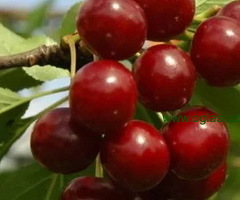 Rezervacije u toku za sadnju voćnih sadnica