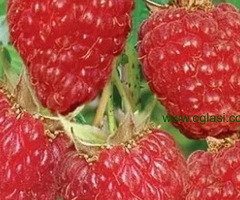 Rezervacije u toku za sadnju voćnih sadnica