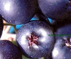 Rezervacije u toku za sadnju voćnih sadnica