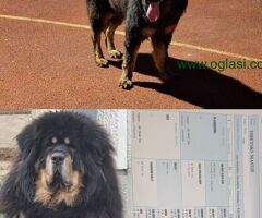 Prodaju se stenad Tibetanskog Mastifa sampionskog porijekla