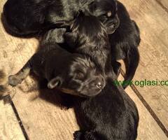 Prodaju se stenad Tibetanskog Mastifa sampionskog porijekla