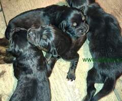 Prodaju se stenad Tibetanskog Mastifa sampionskog porijekla