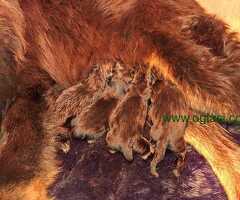 Prodaju se stenad Tibetanskog Mastifa sampionskog porijekla