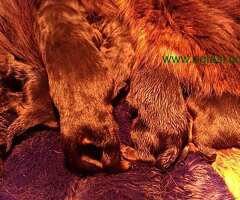 Prodaju se stenad Tibetanskog Mastifa sampionskog porijekla