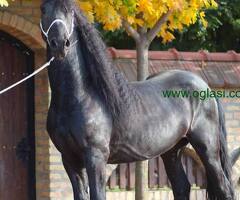 Frizijski konji na prodaju