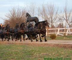 Frizijski konji na prodaju