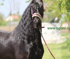 Frizijski konji na prodaju