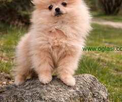 Pomeranac zenkica - 6