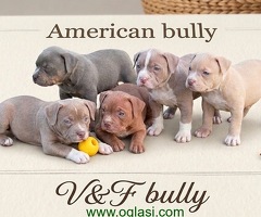 American bully pocket lilac štenci