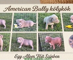 American bully pocket lilac štenci