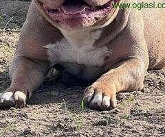 American bully pocket lilac štenci