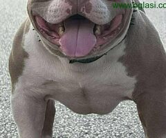 American bully pocket lilac štenci
