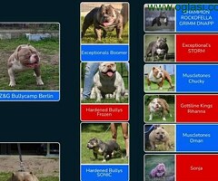 American bully pocket lilac štenci