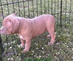 American bully pocket lilac štenci - 6
