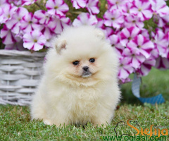 Pomeranac Boo