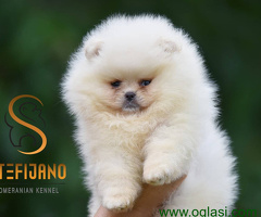 Pomeranac Boo