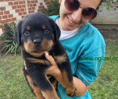 Na prodaju štenci rottweilera