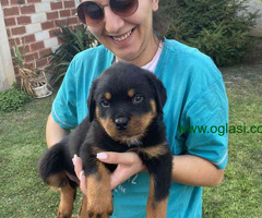 Na prodaju štenci rottweilera