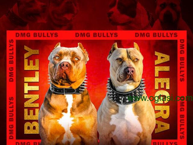 Američki Buli / American Bully / Pit Bull Terrier - 1
