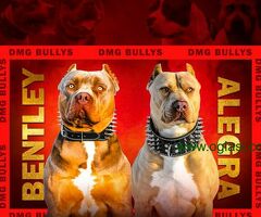 Američki Buli / American Bully / Pit Bull Terrier