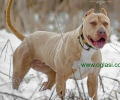 Američki Buli / American Bully / Pit Bull Terrier