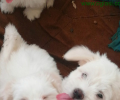 Coton de Tulear štenci