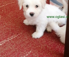 Coton de Tulear štenci