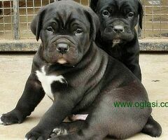 stenci cane corso