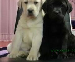 stenci labrador retrivera