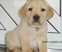 stenci labrador retrivera