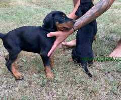 Doberman ženke
