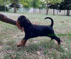 Doberman ženke