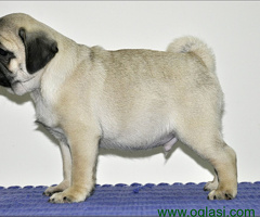 Mops štenci