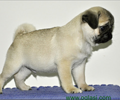 Mops štenci