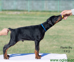 Doberman štenci