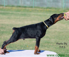 Doberman štenci