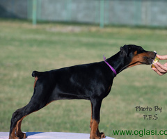 Doberman štenci