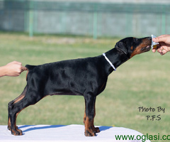 Doberman štenci