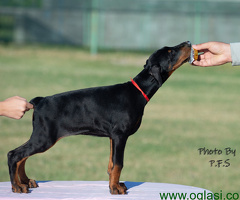 Doberman štenci