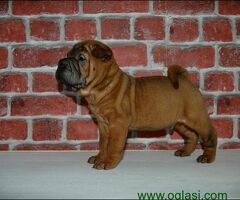 Shar Pei leglo
